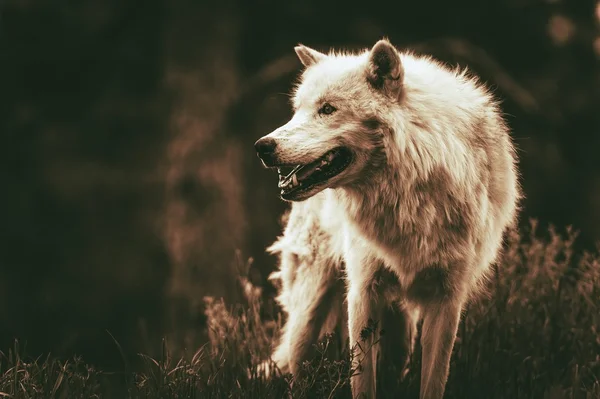 Premium AI Image  The wolf wallpapers hd wallpapers desktop wallpaper   most viewed