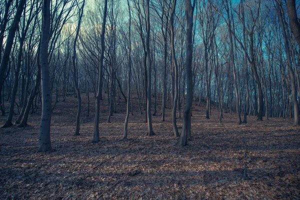 으 시 시 숲 풍경 — 스톡 사진