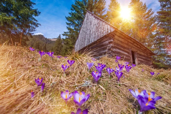 Dřevěné chaty a krokusy — Stock fotografie