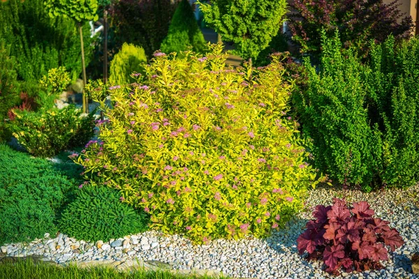 Plantas de Jardim Primavera — Fotografia de Stock