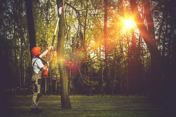 Rami di albero Taglio — Foto Stock