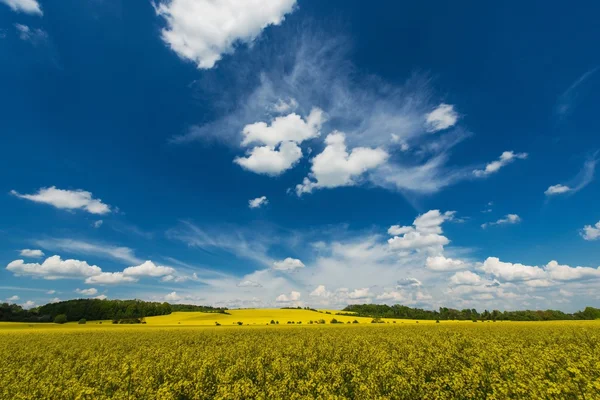 Campos de colza Paisagem — Fotografia de Stock