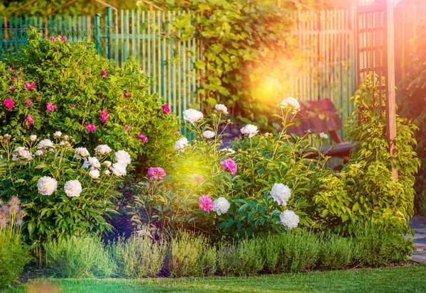 Jardín soleado con flores —  Fotos de Stock