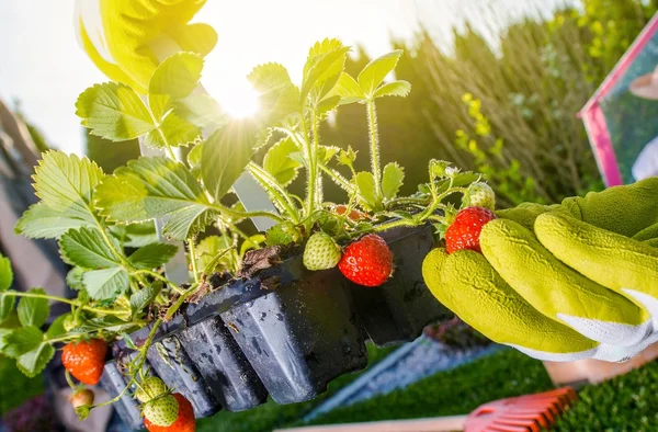 Teelt van aardbei zomer — Stockfoto