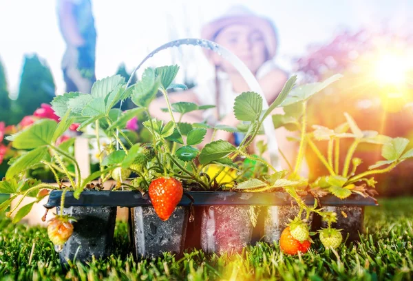 Aardbeien in de tuin — Stockfoto