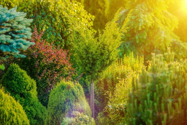 Летнее солнце в саду — стоковое фото