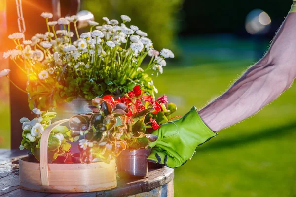 Ta hand om trädgård blommor — Stockfoto