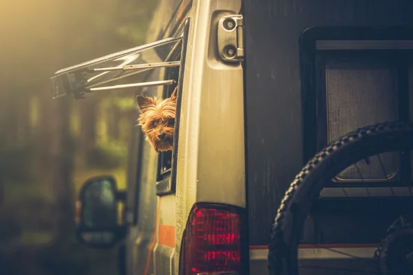 Husbil som resande med sällskapsdjur — Stockfoto