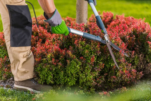 Garden Shrub Trimming Caucasian Gardener His 30S Close Photo — Stok Foto