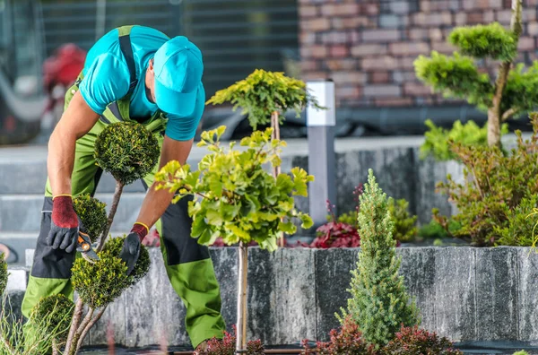 Woontuin Onderhoud Door Professionele Tuinman Mannen Veertig Seizoensgebonden Bomen Planten — Stockfoto