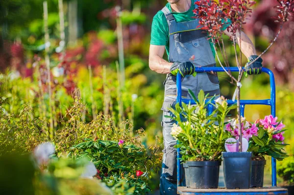 Kaukasische Tuinman Tuin Markt Winkelen Met Grote Winkelwagen Landschapsarchitectuur — Stockfoto