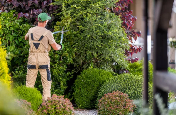 Trabajador Profesional Del Jardín Sus Años Recortando Árboles Decorativos Dentro —  Fotos de Stock