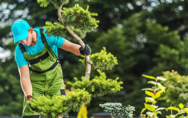 Professional Gardener Checking Garden Tree Saúde Olhando Para Ramos Jardinagem — Fotografia de Stock