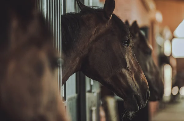 Binicilik Tesislerinin Çindeki Koyu Kahverengi Atlar Kutular Yan Görünümü — Stok fotoğraf
