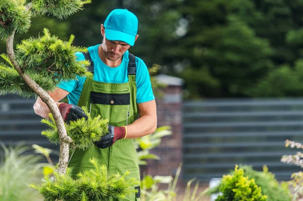 Residentieel Tuinonderhoud Uitgevoerd Door Pro Gardener Decoratieve Boomtakken Snoeien — Stockfoto