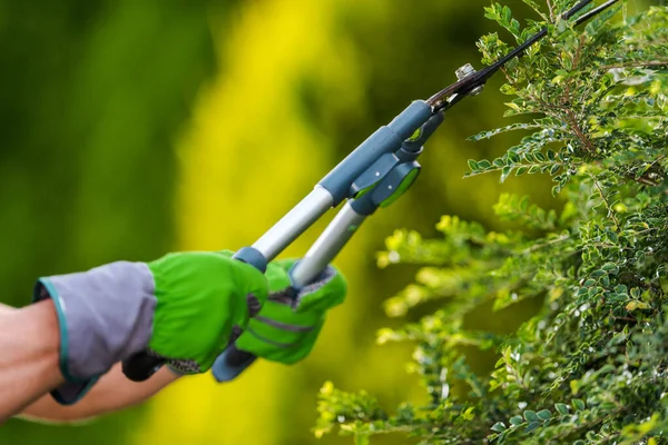 Gardening Landscaping Industry Theme Professional Gardener Trimming Decorative Garden Tree — Stock Photo, Image