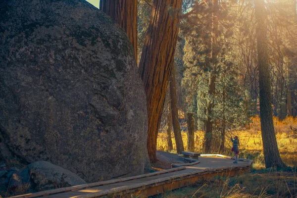 Caucasian Teenage Girl Taking Pictures Giant Sequoia National Park Sierra — Stock Photo, Image