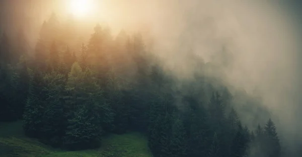 茂密的云杉森林覆盖的山岗上的场景雾和朦胧的日出 自然主题 — 图库照片