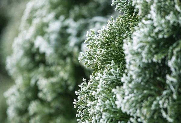 Zahrada Dvorku Všechny Roční Období Zelená Thuja Během Zimního Času — Stock fotografie