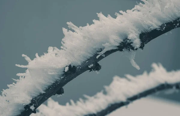 Extreme Lage Wintertemperatuur Vorst Tak Van Plant Close Natuur Thema — Stockfoto