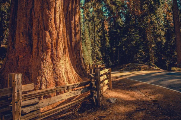 穿过加州红杉国家公园的路 大红杉树后面的木栅栏路旁边 美利坚合众国 加利福尼亚 — 图库照片