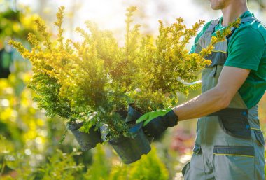 Bahçesi İçin Yeni Dekoratif Ağaçları Olan Adamlar. Bahçıvan Bitkileri Taşır. Bahçe ve Peyzaj Mağazası Teması. 