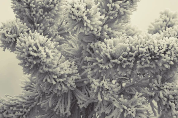 Árbol Pino Jardín Residencial Cubierto Por Heladas Hielo Cerca Tema —  Fotos de Stock