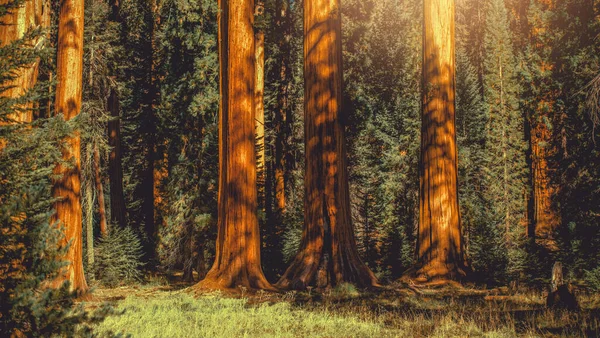 Árvores Sequoia Gigantes Woodland Foto Panorâmica Califórnia Sierra Nevada Mountains — Fotografia de Stock