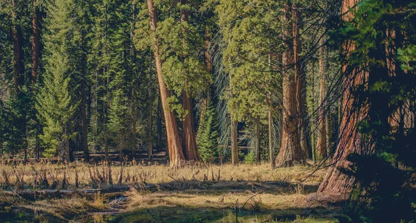 Sequoia National Park Spojené Státy Americké Sierra Nevada California Giant — Stock fotografie