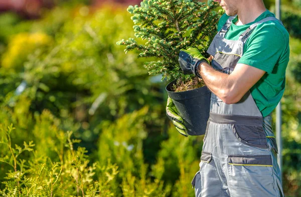 Pekerja Taman Dengan Pohon Spruce Kecil Tangan Nya Pembelian Tanaman — Stok Foto