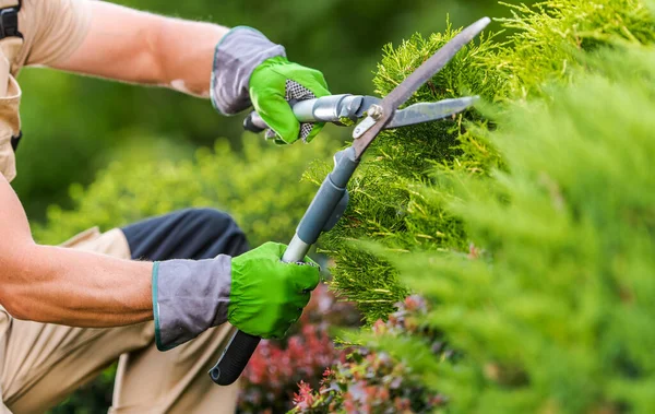 Caucasian Gardener His 40S Trimming Plants Using Professional Commercial Grade — Stock Photo, Image