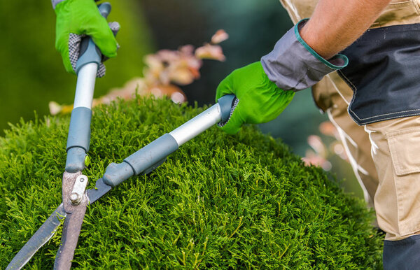 Ландшафтный дизайн и садоводство. Обрезка топиаров садовых растений выполнена Кавказским садовником крупным планом Фото.