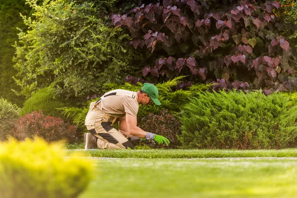 Vit Trädgårdsmästare Årsåldern Weeding Stora Vackra Trädgårdsmästare — Stockfoto