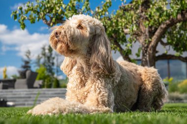 İtaatkar Goldendoodle Köpeği Bahçede Dinleniyor. 