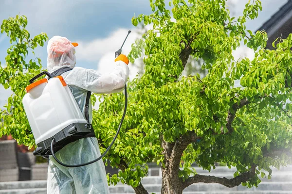 Peralatan Perlindungan Memakai Tukang Kebun Pohon Pear Insektisida Dalam Tamannya — Stok Foto