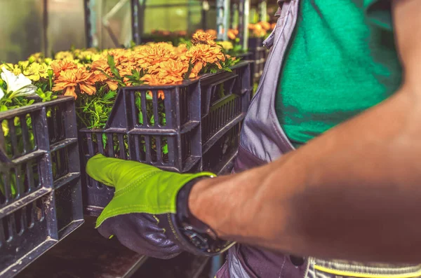 Trabajo Tienda Jardín Trabajador Caucásico Moviendo Cajas Plástico Con Flores — Foto de Stock