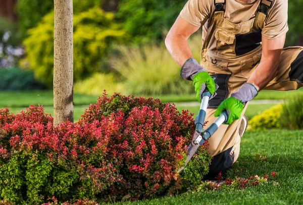 Professional Caucasian Garden Worker His 40S Trimming Plant Branches Using — Stock Photo, Image