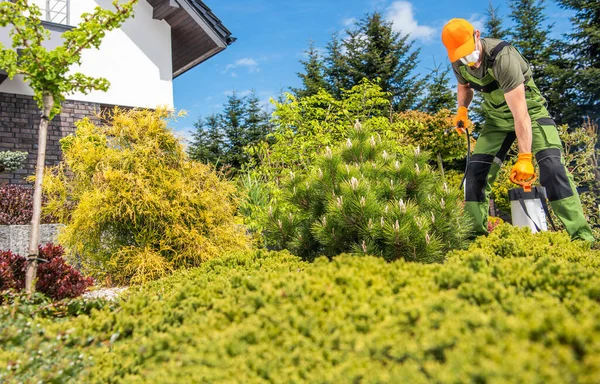 Fungicide and Insecticide Job Inside Backyard Garden. Caucasian Men Spraying Plants. Gardening Industry.