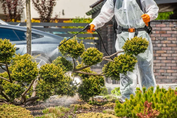 裏庭の庭師の噴霧真菌感染植物 殺菌剤の仕事だ 園芸産業 — ストック写真