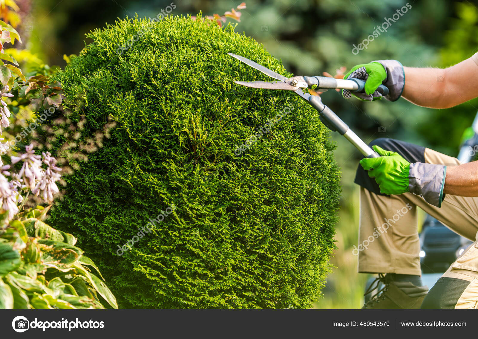 Jardinero Caucásico Árboles Del Jardín Del Patio Trasero Que Recortan:  fotografía de stock © welcomia #480543570