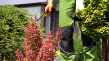 Tarım Mevsimsel Böcek İlacı. Püskürtme Yakından Fotoğraf.