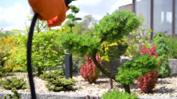 Gardener Επαγγελματική Εντομοκτόνο Εξοπλισμό Κήπου Ψεκάζοντας Δέντρα Για Τους Κρατήσει — Αρχείο Βίντεο