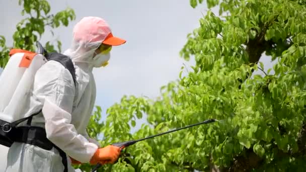 Professionell Trädgårdsmästare Sprutning Trädgård Fungicider För Att Döda Parasitsvamp Sina — Stockvideo