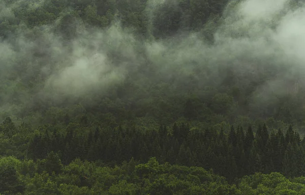 Las Alpejski Pokryty Poranną Mgłą Krajobraz Przyrodniczy — Zdjęcie stockowe