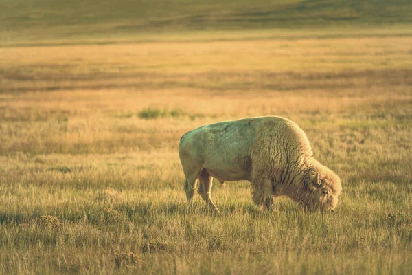 Einsamer Albino Bison Amerikanische Büffel Und Colorado Prärielandschaft — Stockfoto