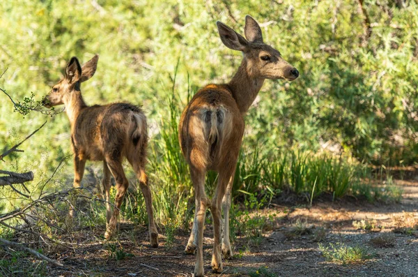 Colorado Wild Deers Thema Wildtiere Süden Colorados — Stockfoto