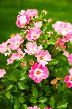 Pembe çiçek çiçekler