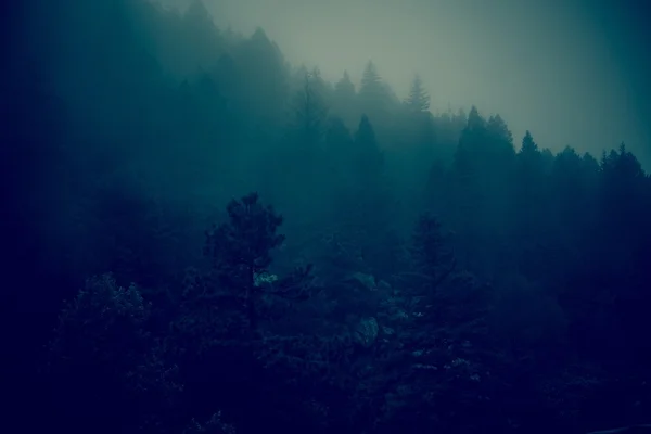 Oscuro niebla bosque Hills — Foto de Stock