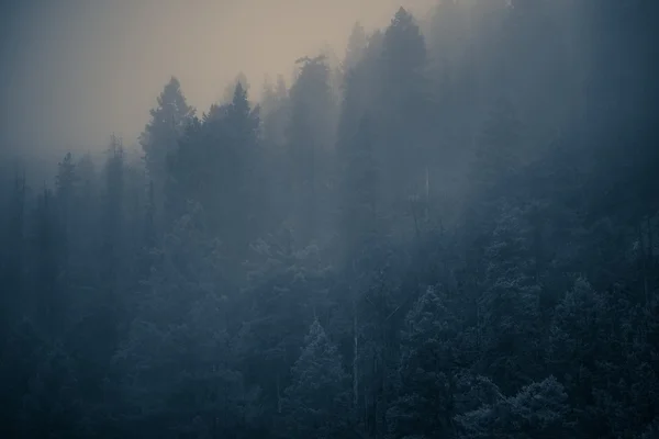 Titokzatos ködös erdő — Stock Fotó
