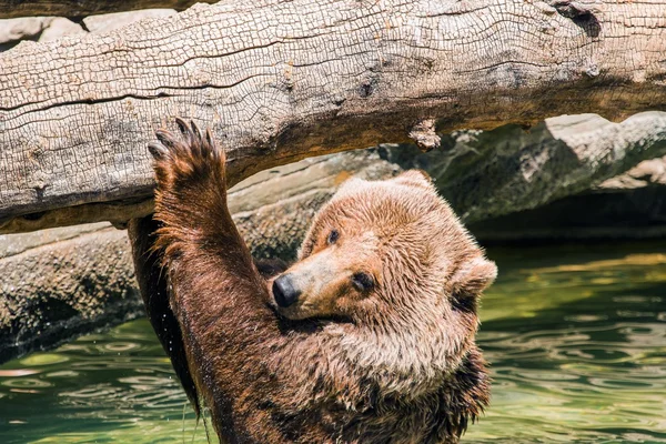 Grizzly waterplezier — Stockfoto